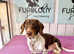 KC Chocolate & Tan Piebald Mini Dachshund Stud &pound;150