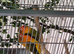 Pair of Fischers Lovebirds