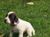 Clumber x springer  x cocker