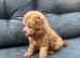 Toy poodle (female)