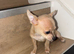 Boy chihuahua
