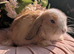 Mini lop