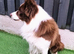 Border Collie pups raised on farm