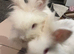 two white lion head bunnies