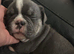 English bulldog x French bulldog pups