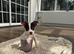 Girl Jack Russel puppy Minnie
