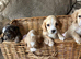 Cocker Spaniel puppies