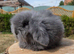 Teddywidder bunnies ready to go now
