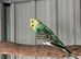 1 female budgie