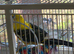 Budgies