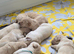 Golden retriever pups  only  3 males available  absolutely stunning litter ready to leave 11th august