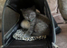British shorthair pedigree kittens, blues age 9 weeks ready now