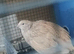 2 courtnix quail pol hens