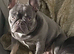Female age 2, Spayed French Bulldog