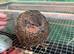 Male quails