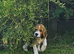 Stunning Blanket Tri, KC Registerd, Beagle Pup - Ready Now