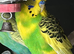 BUDGIE FOR SALE