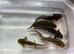 Axolotl jeuveniles