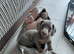 Stunning Dachshund Puppies