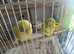 Hand tamed budgies for sale