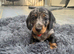 Beautiful Miniature Dachshund Pups
