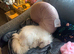 Lovely natured Persian cat