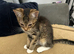 3 STUNNING GIRLS URGENTLY NEEDING HOMES
