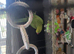 Female green Indian ringneck