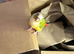 Silly tame pineapple conure