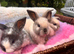 Three sallander x mini lops available