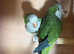 Breeding pair of Quakers