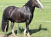 14hh Cob Gelding