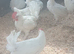White star laying hens