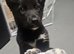 Akita cross i think collie