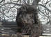Cockerpoo pups fully vaccinated