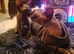 Sphynx kittens