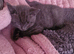British short haired male kitten for sale