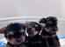 TOY SIZE YORKSHIRE TERRIER BOYS