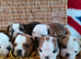 Amazing litter of  KC Reg. English Bulldogs for loving homes.