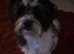 Loving, Friendly & Well-Trained Dog Looking for a New Home