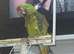 Military macaw
