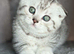 4 Scottish Fold/Straight Chinchilla Pedigree Kittens