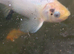 5 large colourful goldfish