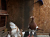 Mullenium pigeon
