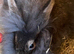 2 lion head bunnies for sale