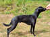 Lurcher Stud Available