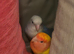 Tamed Peachfaced female lovebird and big cage