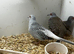 11 diamond doves