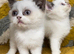 Pure British shorthair