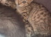Siamese x kitten